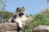 AKITA AMERICAIN 041
